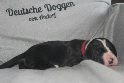 Ajana VON ANDORF AM MÜHLENWEG