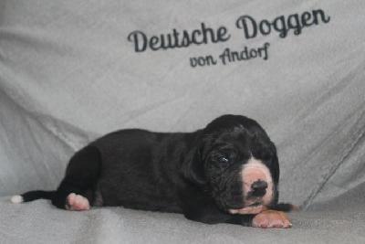 Amalia VON ANDORF AM MÜHLENWEG