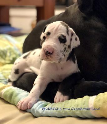 Hubertus Vom Ganschower Land