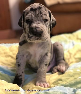 Hermann Vom Ganschower Land