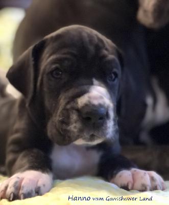 Hanno Vom Ganschower Land