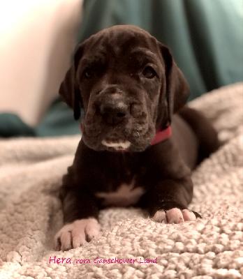 Hera Vom Ganschower Land