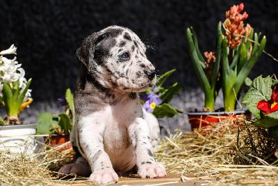 Bootsmann von der Edelruh