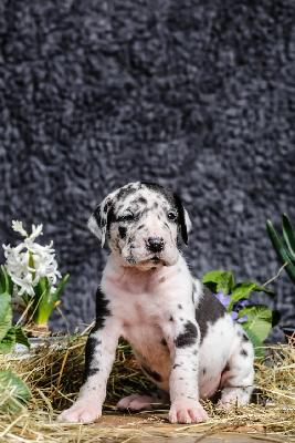 Beautiful Bentley Unique Spotted Destiny von der Edelruh