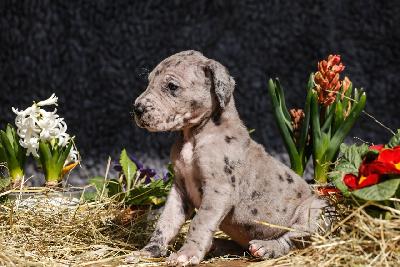 Bilbo Beutlin von der Edelruh