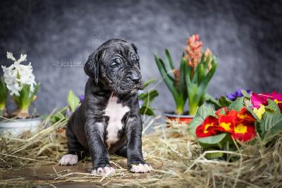 Big Djengo von der Edelruh