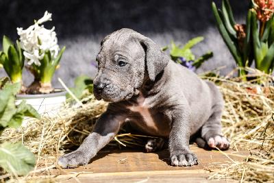 Baldur von der Edelruh