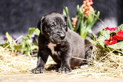 Bounty von der Edelruh