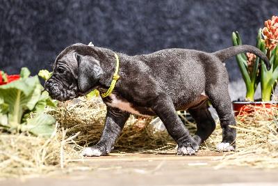 Bree von der Edelruh