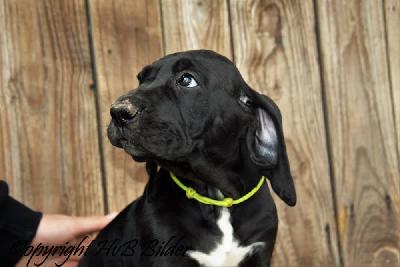 Bree von der Edelruh