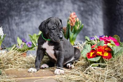 Bellona Cloe von der Edelruh