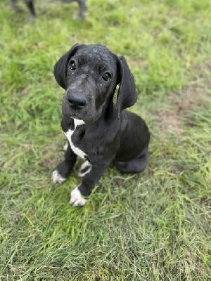 Bellona Cloe von der Edelruh