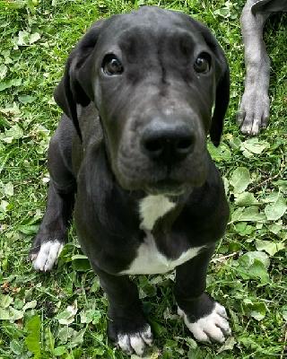 Bellona Cloe von der Edelruh