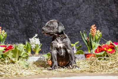 Black Galaxy von der Edelruh