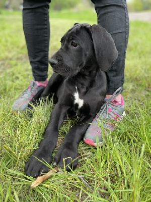 Black Galaxy von der Edelruh