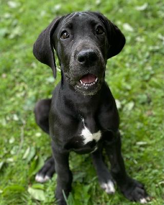 Black Galaxy von der Edelruh