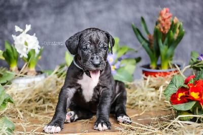 Blue Belle von der Edelruh