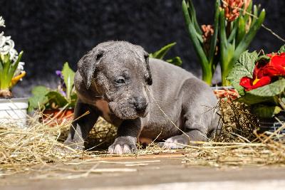 Bubbles von der Edelruh