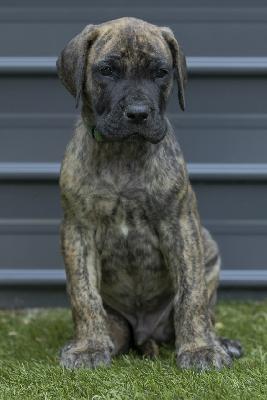 Chicagos Fire vom Hause der Herzbuben