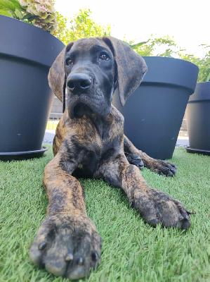 Columbus vom Hause der Herzbuben