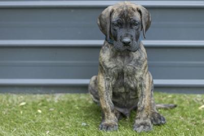 Columbus vom Hause der Herzbuben