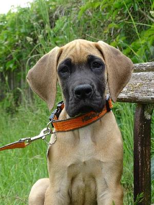 Camelots Hildegard vom Hause der Herzbuben