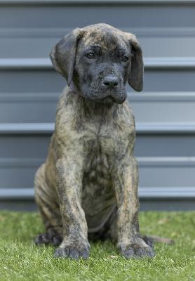 Cascablancas Magic Moment vom Hause der Herzbuben
