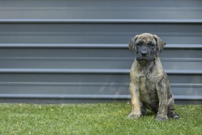 Cincinnatis Freyja vom Hause der Herzbuben