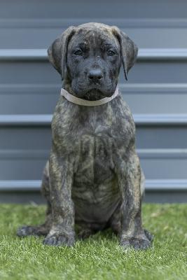 Cuscos Dream vom Hause der Herzbuben