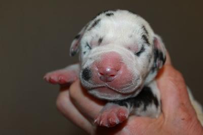 Oskar vom Hause Rawert