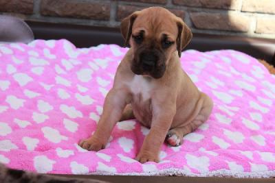 Ophelia vom Hause Rawert