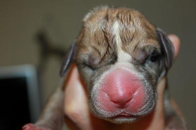 Odessa vom Hause Rawert