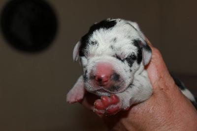 Ornella vom Hause Rawert