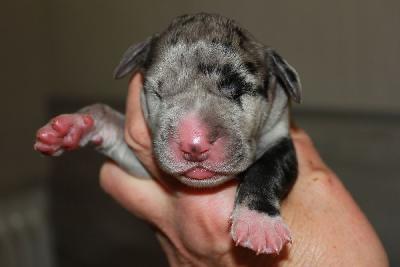 Ocean vom Hause Rawert