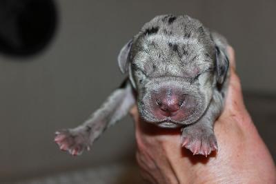 Oona vom Hause Rawert