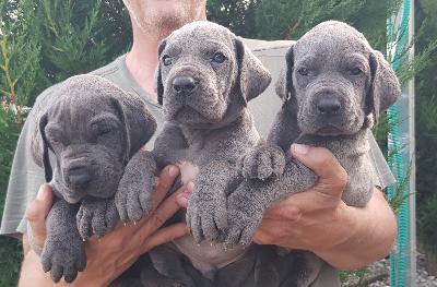 MEGR2022051505 Vom Hause Wagner