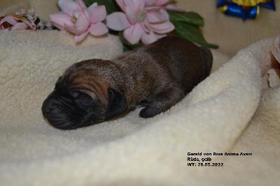 Geralt von Riva Anima Avani