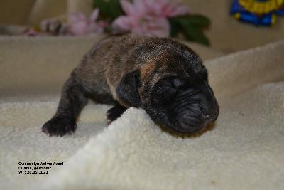 Gwendolyn Anima Avani