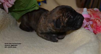 Great Ida Anima Avani