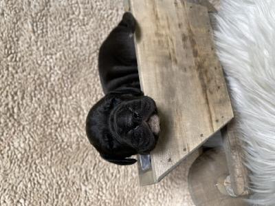 Dutch Max vom Hause der Herzbuben