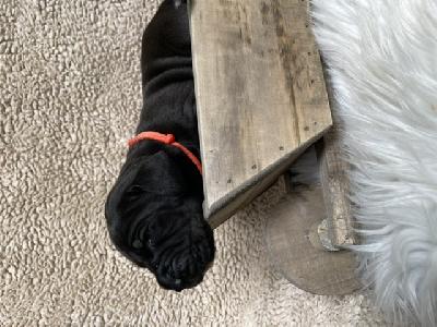 Dutch Max vom Hause der Herzbuben