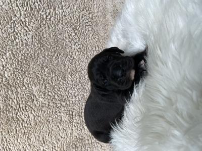 Dutch Max vom Hause der Herzbuben