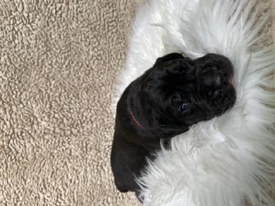 Dutch Max vom Hause der Herzbuben