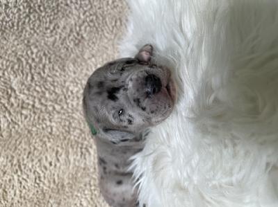 Dublin Rocky Billy vom Hause der Herzbuben