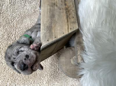 Dublin Rocky Billy vom Hause der Herzbuben