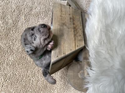 Dublin Rocky Billy vom Hause der Herzbuben
