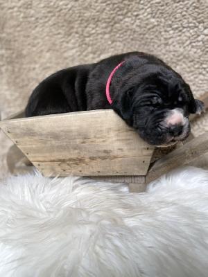Deutschland sucht die Dicke Wilma vom Hause der Herzbuben
