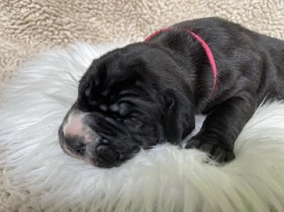 Deutschland sucht die Dicke Wilma vom Hause der Herzbuben