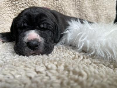 Deutschland sucht die Dicke Wilma vom Hause der Herzbuben