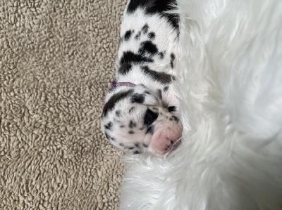 Dubai?s Queen Safira vom Hause der Herzbuben